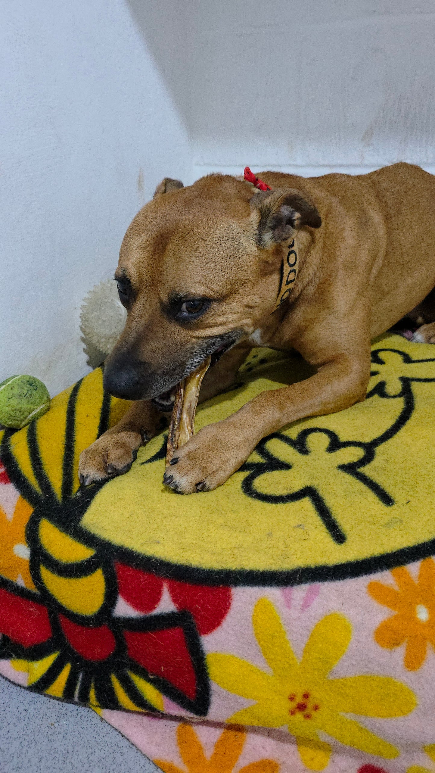 Donate a Treat to a Homeless Hounds