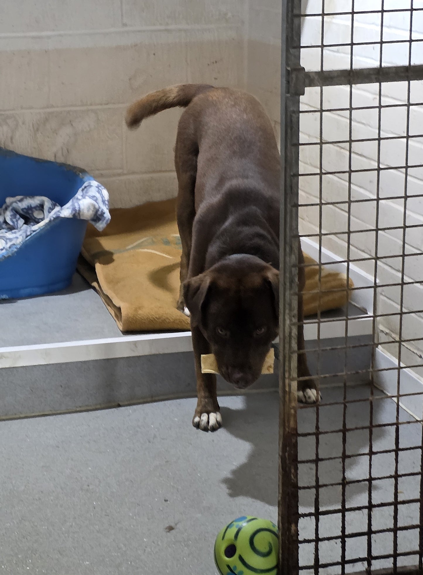 Donate a Treat to a Homeless Hounds