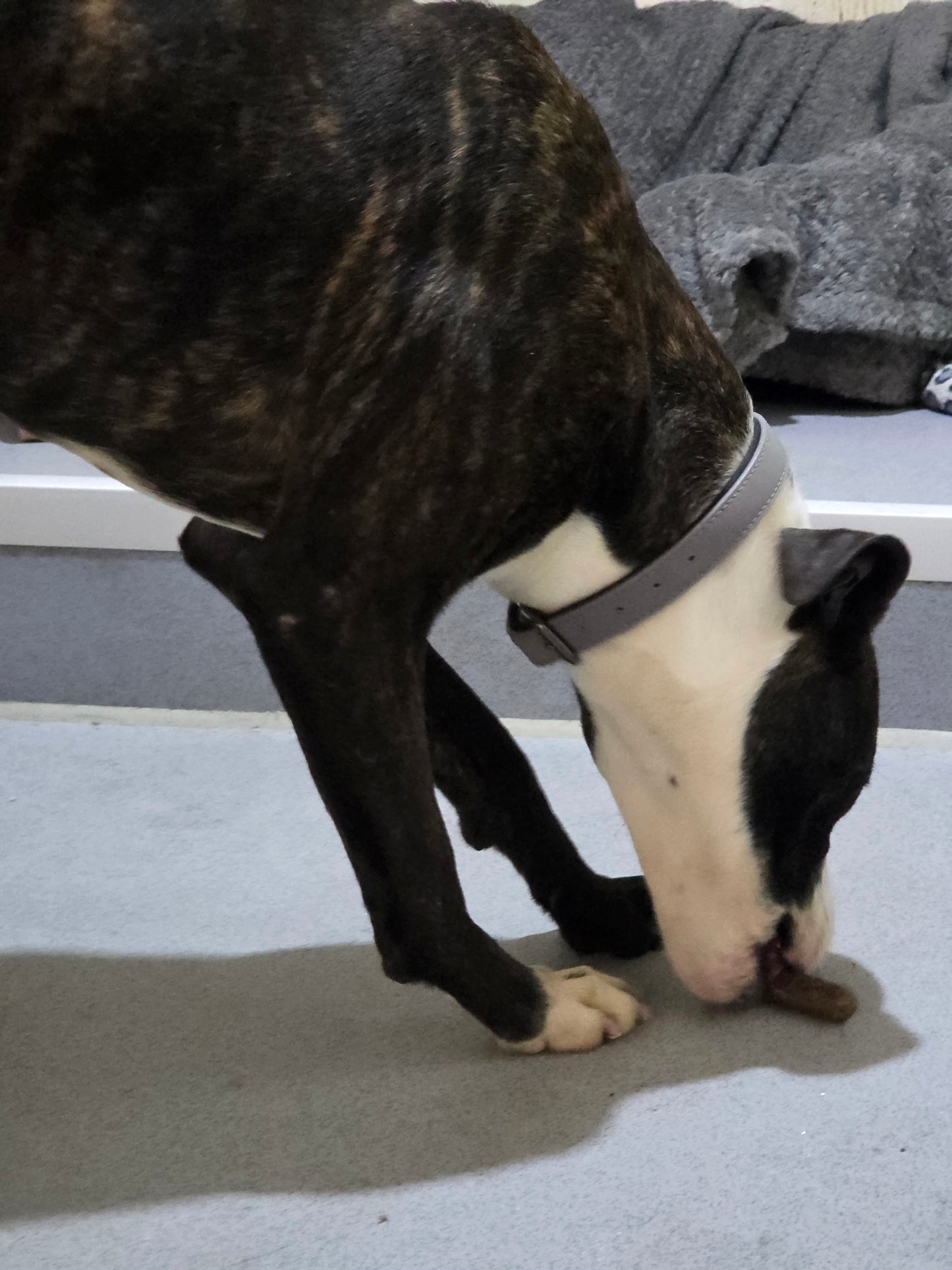 Donate a Treat to a Homeless Hounds