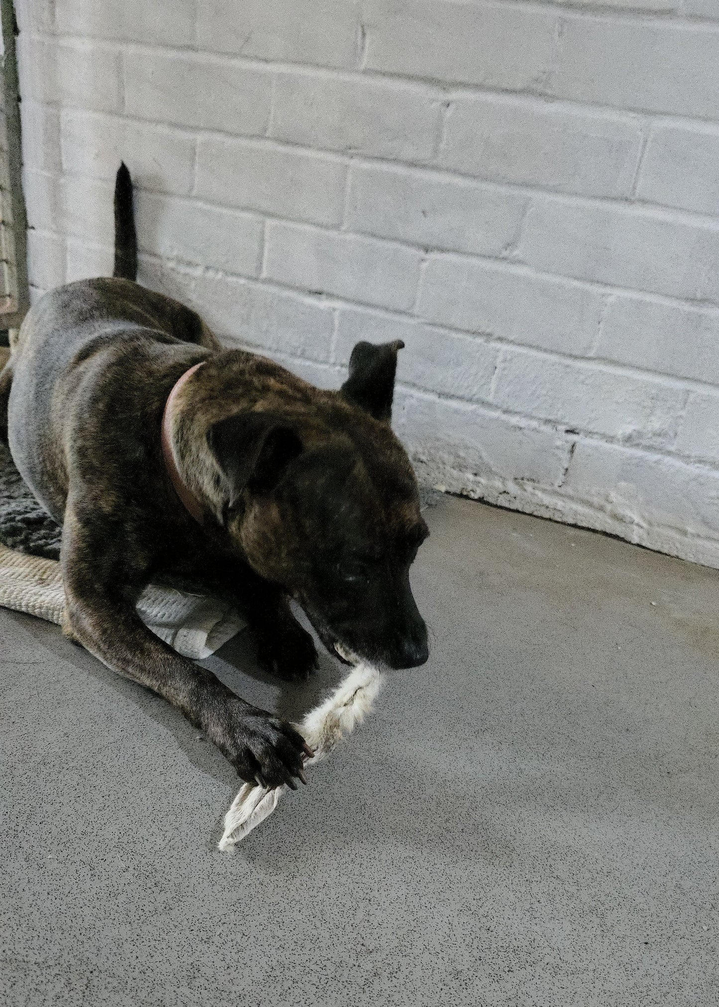 Donate a Treat to a Homeless Hounds