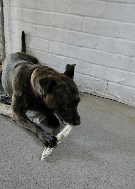 Donate a Treat to a Homeless Hounds