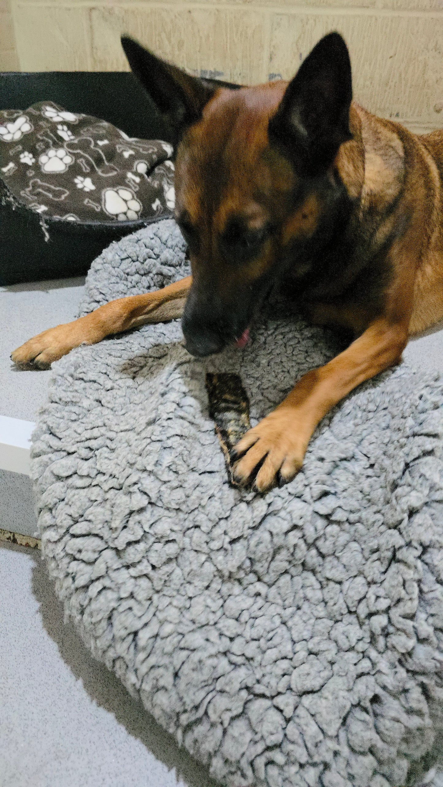 Donate a Treat to a Homeless Hounds