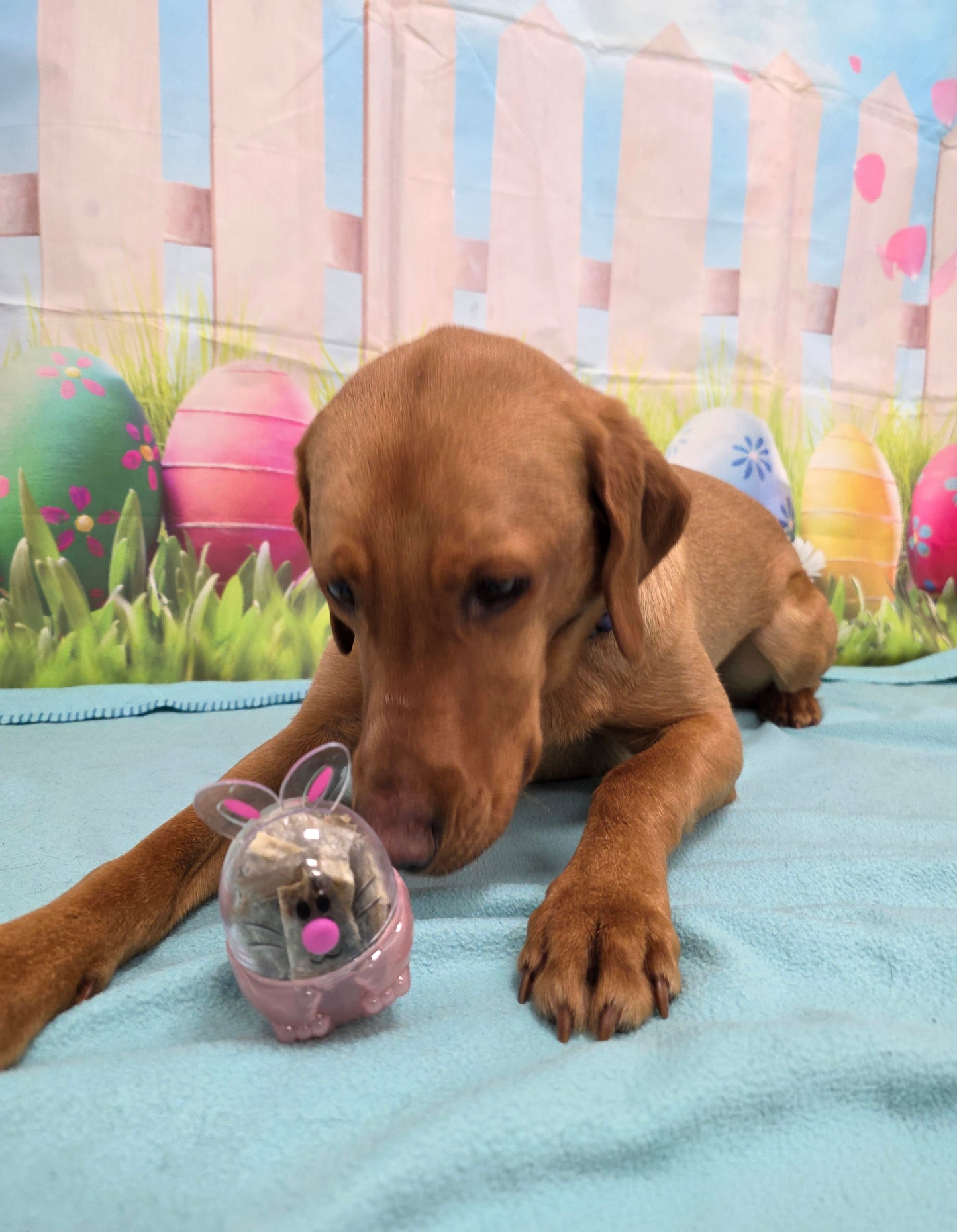 Dog Easter Treats!