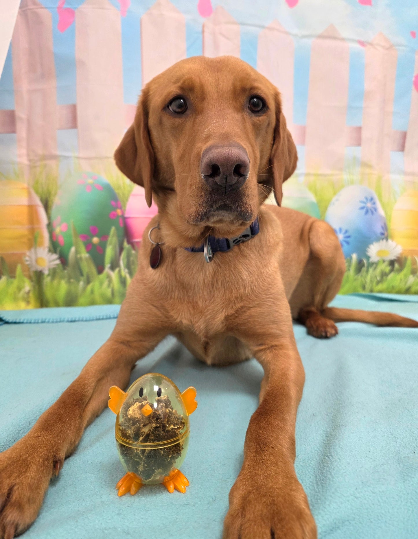 Dog Easter Treats!