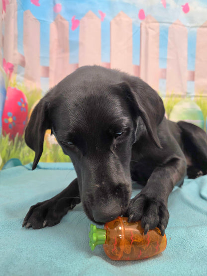 Dog Easter Treats!