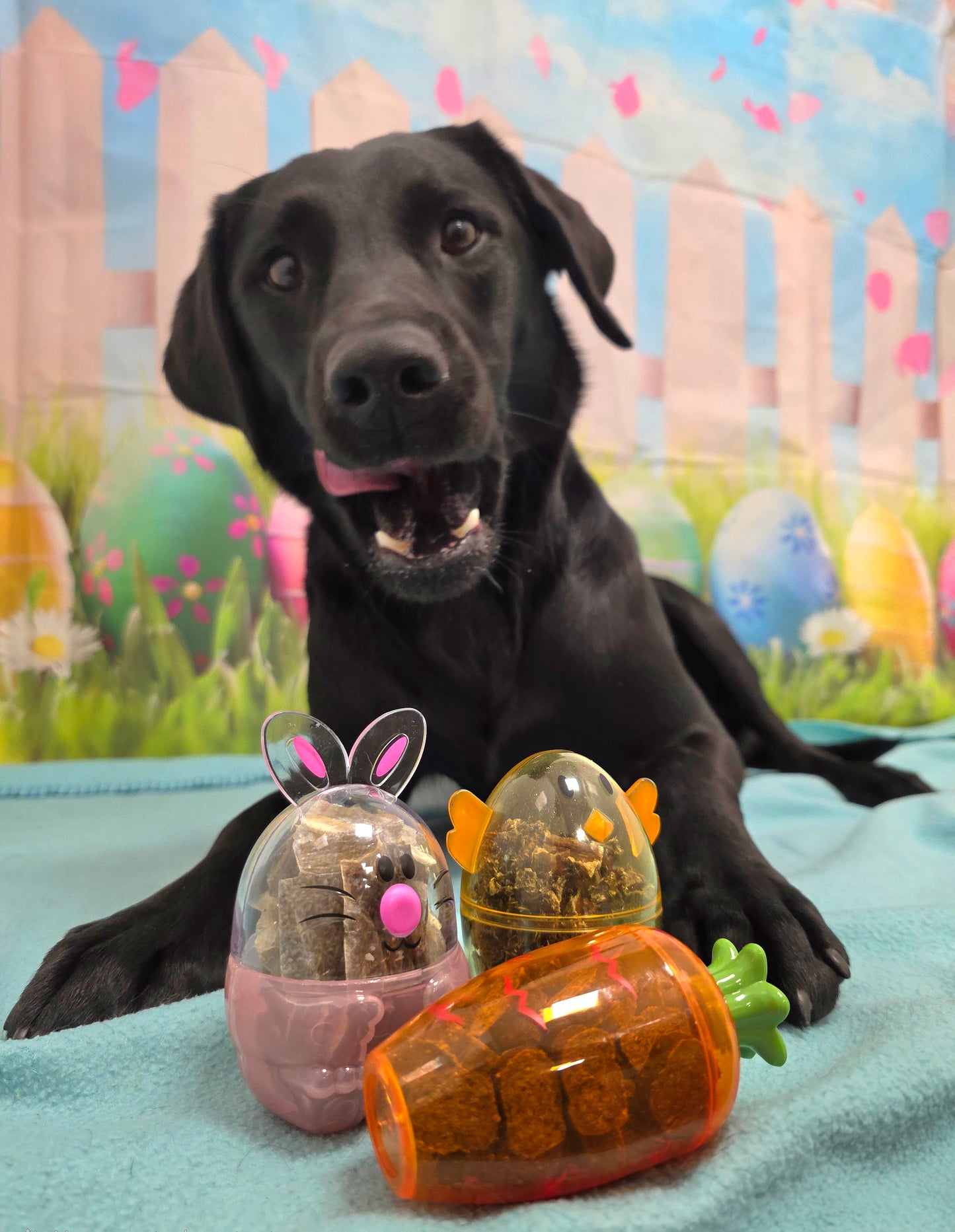 Dog Easter Treats!