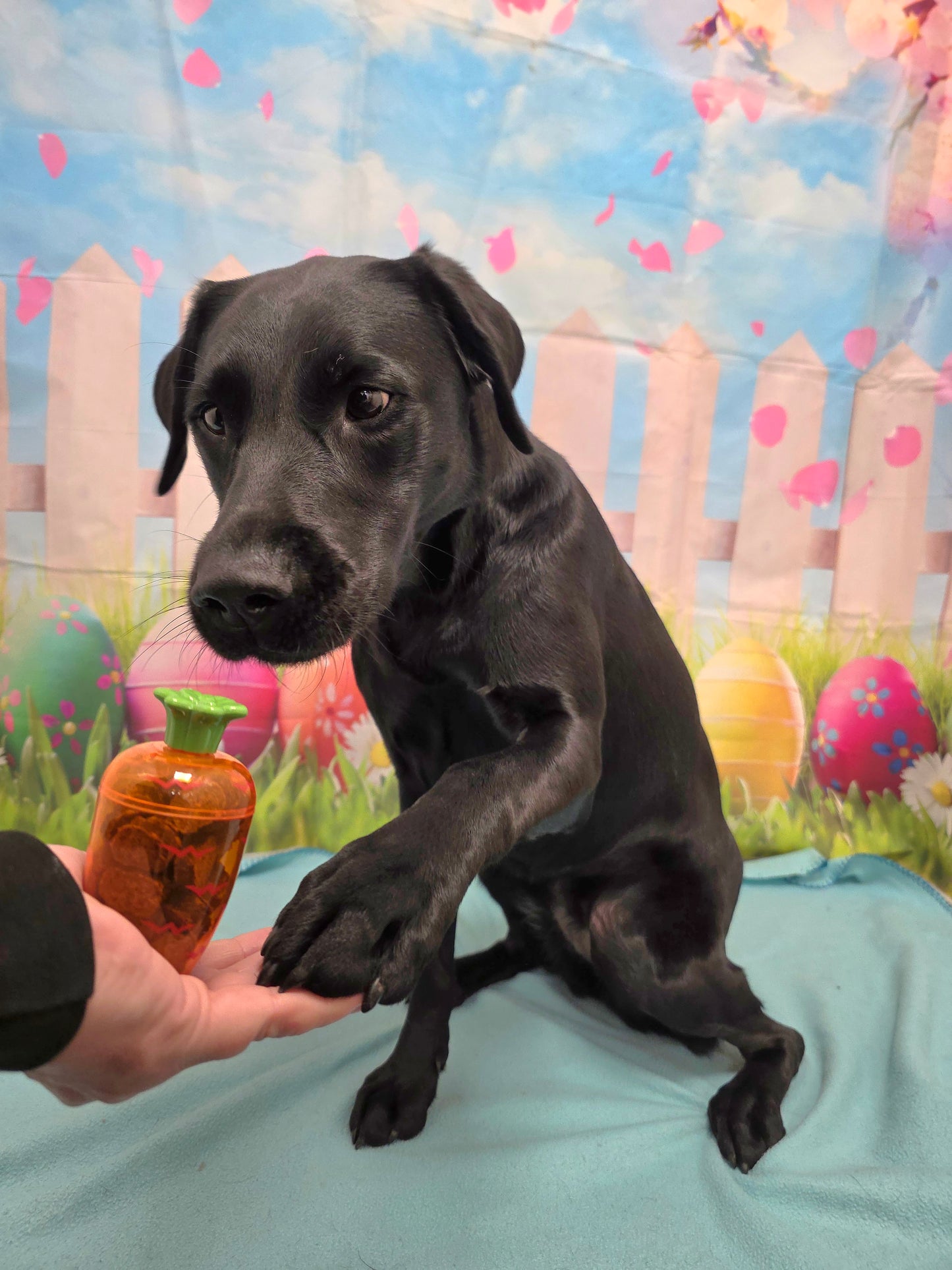 Dog Easter Treats!