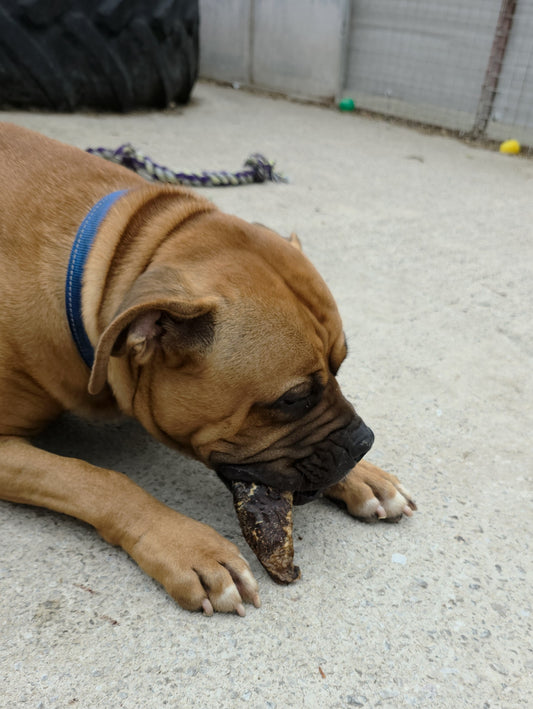 Donate a Treat to a Homeless Hounds