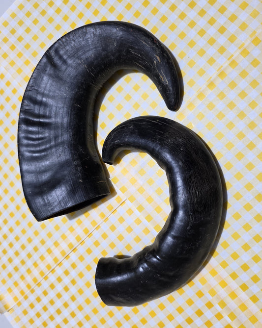 Buffalo Horn - Large