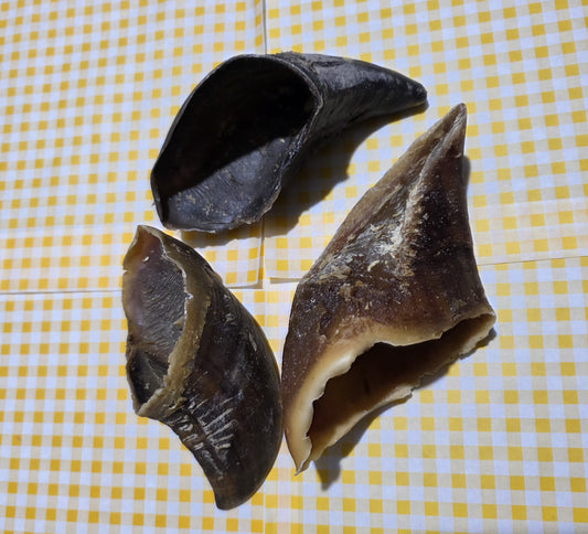 Cow Hooves